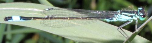 Ischnura elegans